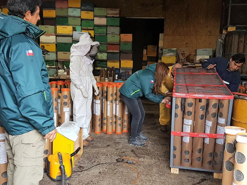 Abejas de la región de Los Lagos viajan a Canadá