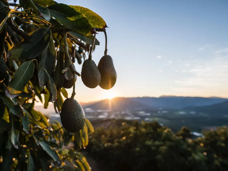 Chilenos alcanzan niveles récord en consumo de palta: más de 8 kilos por persona al año
