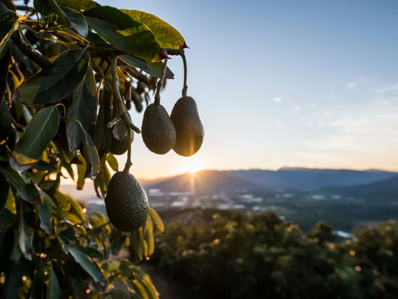 Chilenos fanáticos de la palta: consumo per cápita alcanza récord con casi 9 kilos en 2025