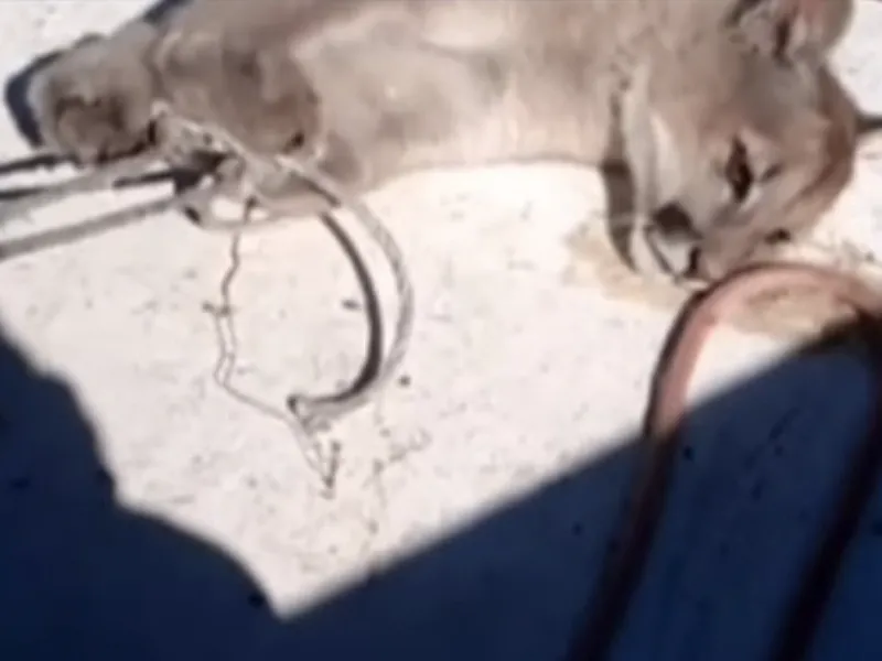 Colmevet Llanquihue-Puerto Montt-Osorno presenta denuncia por muerte de puma en la región