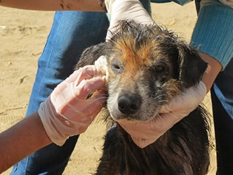 Colmevet Llanquihue y ARCHI Los Lagos impulsan campaña de ayuda para animales afectados por incendios forestales en el centro - sur de Chile