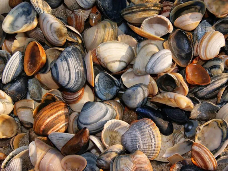 Conchas de mariscos como biomaterial: ciencia y tecnología para promover la economía circular en la acuicultura chilena