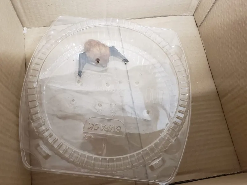 Confirman hallazgo de murciélago con virus de la Rabia en Frutillar
