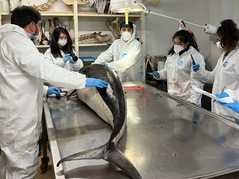 Delfín liso del sur hallado en Carelmapu es recibido en UST Puerto Montt para su investigación