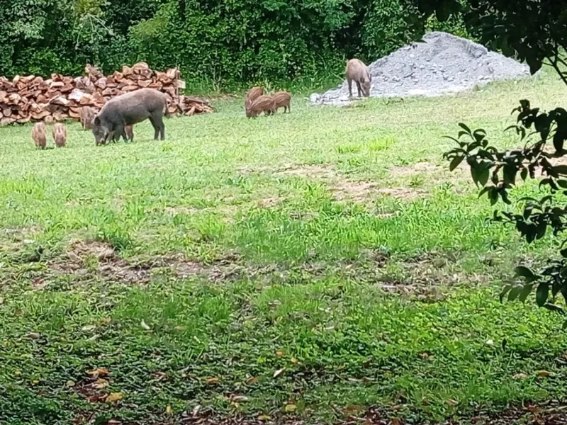 Denuncian avistamiento de jabalíes en Rupanco y en Ensenada