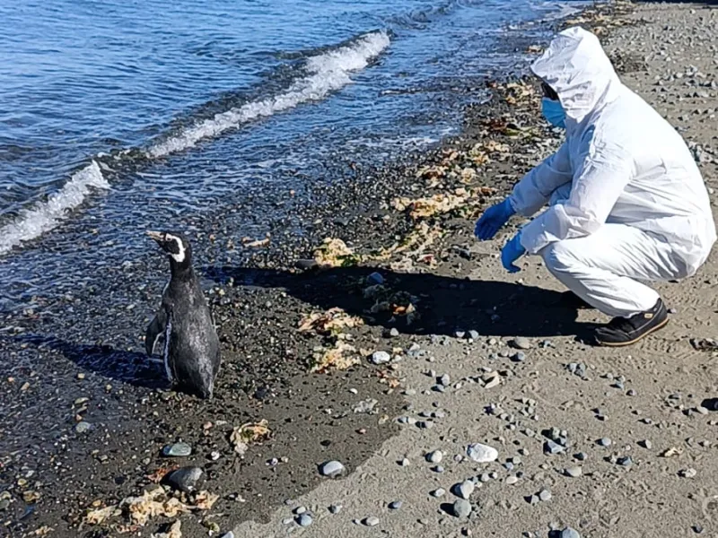 Dos pingüinos de Magallanes terminaron exitosamente su rehabilitación