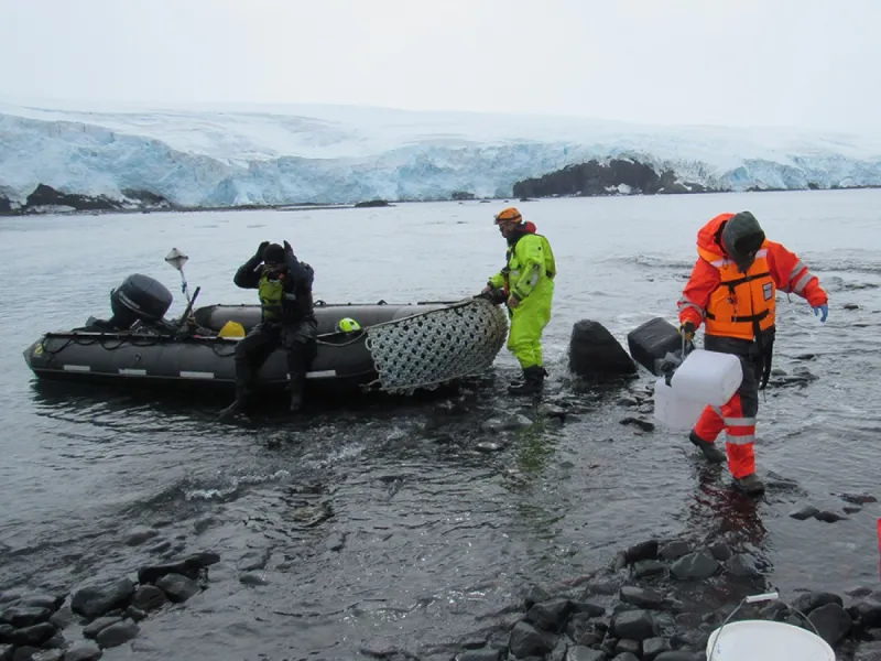 Estudio monitorea el fitoplancton antártico durante la primavera y el inicio del verano austral