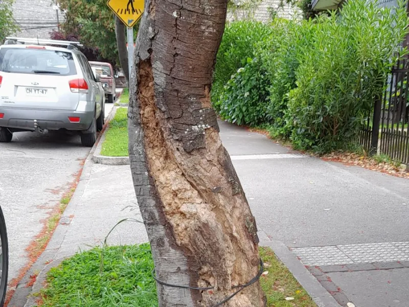 Fotodenuncia: árbol apolillado con peligro de caer en vía pública