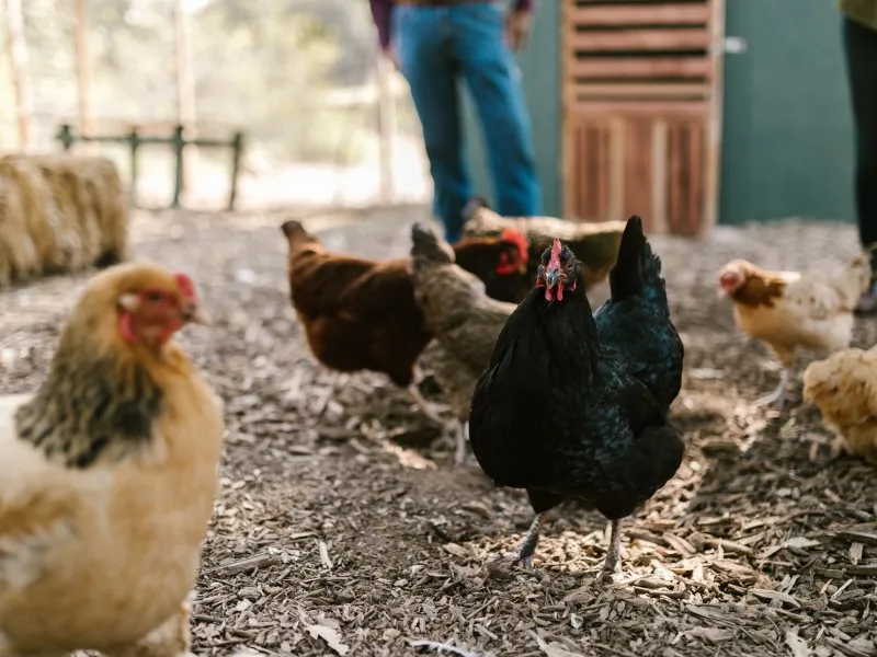 Gripe aviar: ¿habrá alzas en los precios de pollos y huevos?