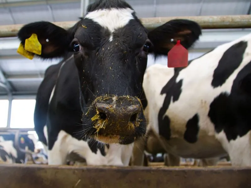 Impulso a sustentabilidad láctea: Actores sectoriales constituyen Comité de Antimicrobianos
