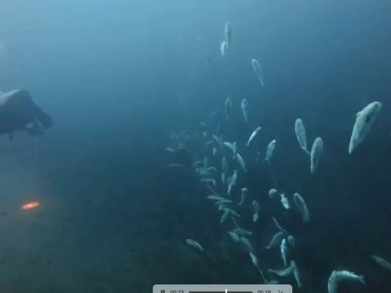 [VIDEO] Descubren cientos de peces muertos en red ilegal instalada en las profundidades del Lago Llanquihue