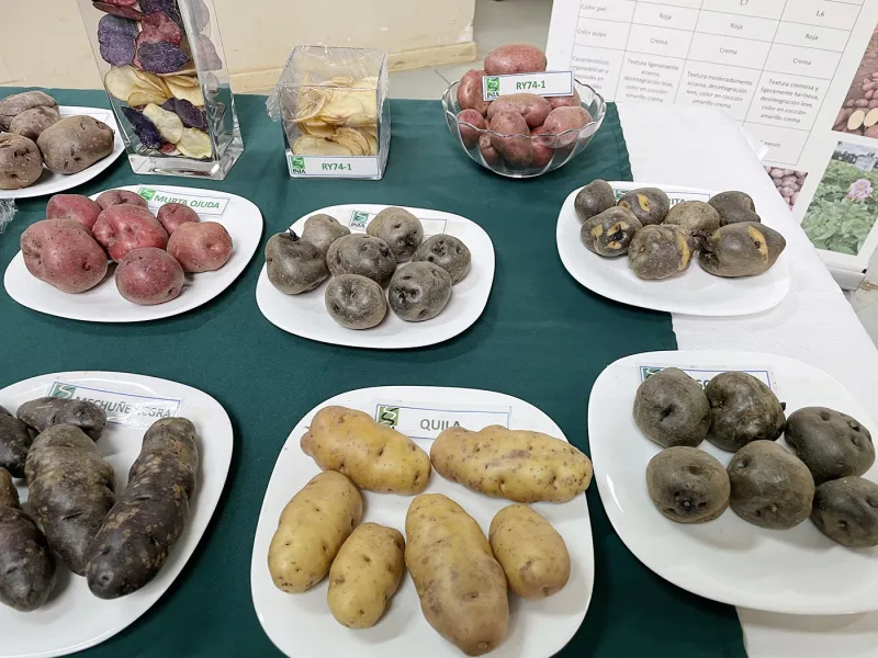 Ministerio de Agricultura impulsa conservación, sanidad y producción de papas nativas en la Región de Los Lagos