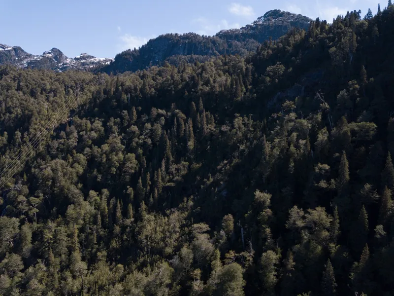 Monitoreo de Conservación en área protegida al borde del Lago Chapo establece más de 154 especies de flora