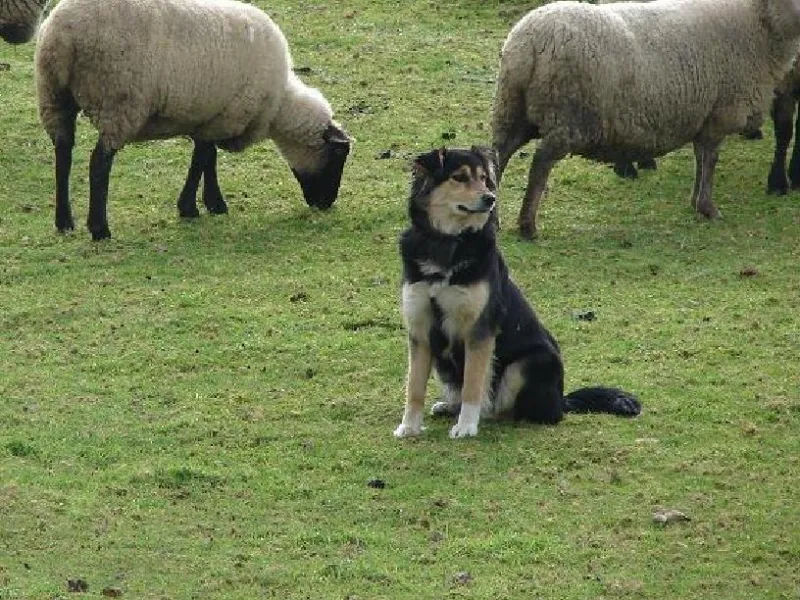 Promueven el uso de perros mestizos como protectores de ganado ovino en la región