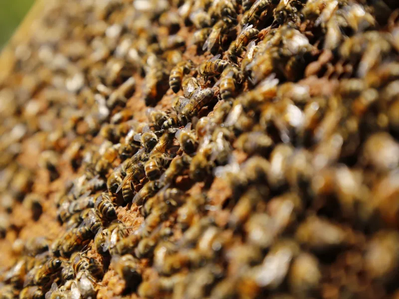 SAG llama a informarse ante nueva obligación de avisar aplicaciones de plaguicidas tóxico para las abejas