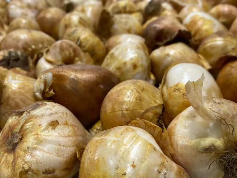 SAG Los Lagos certificó primera exportación de bulbos de tulipanes para el mercado de Perú