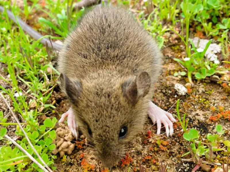 Seremi de Salud informó de una persona fallecida por hantavirus en la Región de Los Lagos
