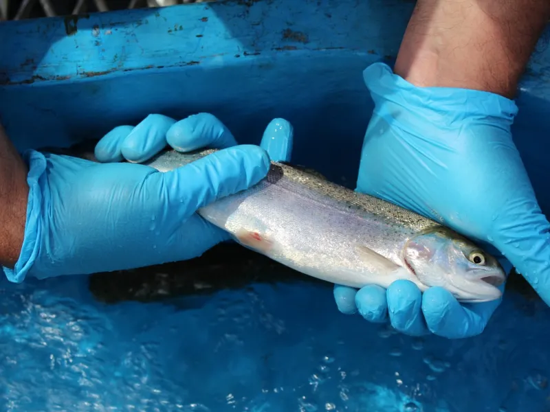 Sernapesca publica informe de uso de antimicrobianos y antiparasitarios en la salmonicultura del año 2023