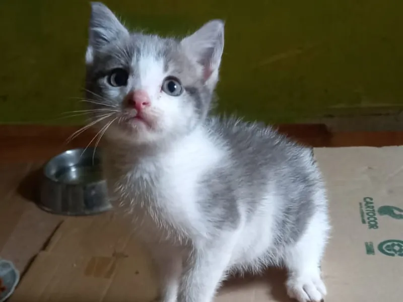 ¿Tienes ganas de tener un gatito? Participa en la jornada de adopción de gatos senior y gatitos