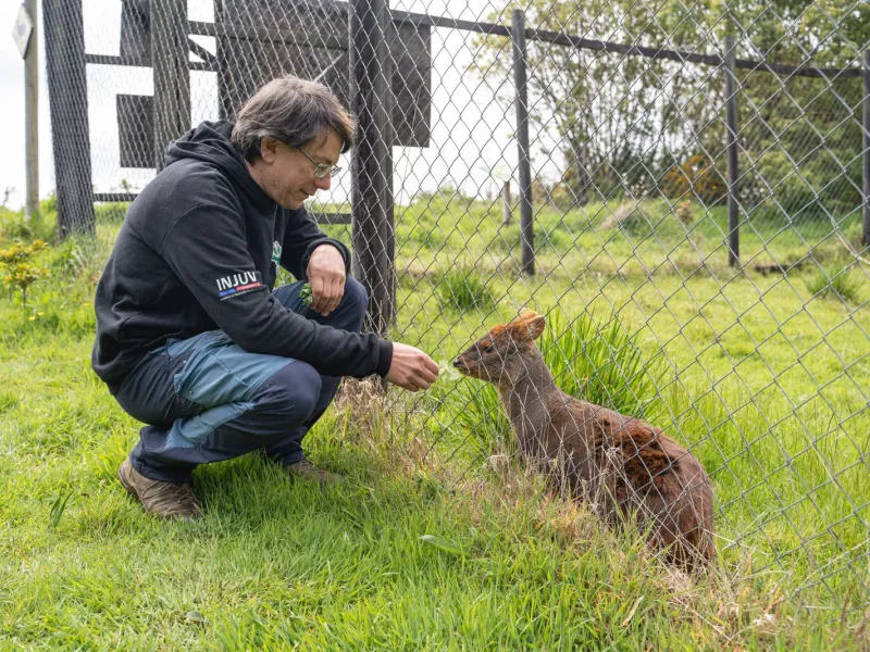 Veterinario chilote que rescata pudúes en peligro de extinción es el ganador de Nuevos Héroes 2023