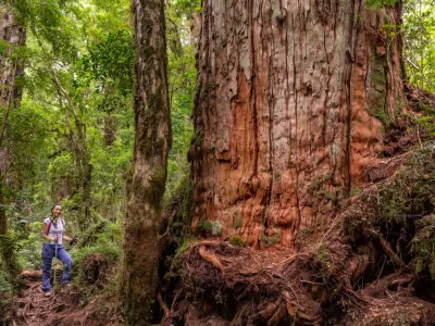 Alerces de Puchegüín: un refugio crucial para mitigar los efectos del cambio climático