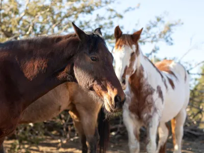 Anemia Infecciosa Equina ha obligado a sacrificar 92 equinos en el país