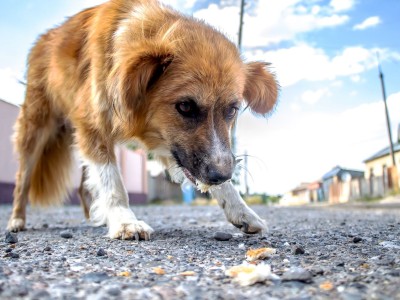 [OPINIÓN] Animales sin hogar