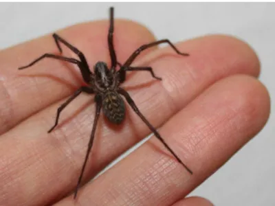 Araña de rincón en verano: Cómo identificarla y qué hacer ante una mordedura