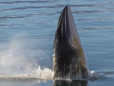 Ballena minke antártica: la última melodía en ser descifrada