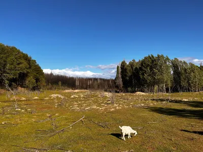 Buena Cabra: Un método ecológico para prevenir los incendios