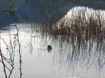 CONAF detecta y confirma presencia de huillín en Parque Nacional Pumalín Douglas Tompkins