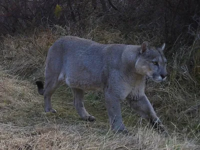 Conaf y Tompkins Conservation Chile: Monitorean con cámaras trampa la interacción de pumas en áreas de uso público en el Parque Nacional Patagonia