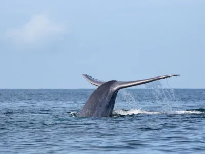 Consejo de Ministros para la Sustentabilidad aprueba la creación del parque marino Tictoc-Golfo Corcovado