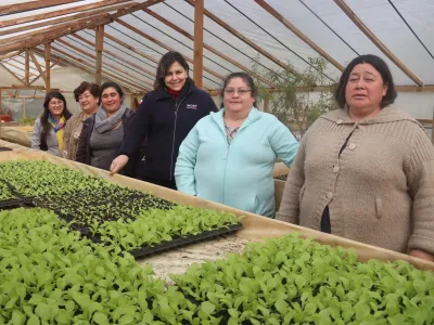 Cooperativa Tierra Fértil de Los Muermos entregará cerca de 3 toneladas de verduras frescas para menús de JUNAEB en la Región de Los Lagos