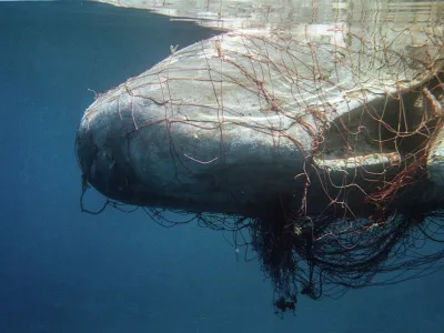 Corredor mortal: los riesgos que viven las ballenas que navegan por Chile