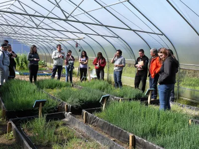 Cultivo de salicornia abre nuevas oportunidades en la región de Los Lagos
