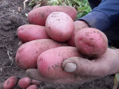 De acuerdo a información entregada por Seremi de Agricultura: Buenos resultados del cultivo de la papa favorecen precios al consumidor