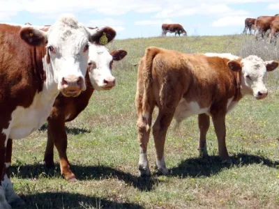 Delegación del Consorcio Lechero viaja a Europa para postular a Puerto Varas como sede de la Cumbre Mundial de Leche en 2021