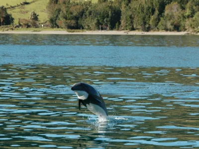 Delfines Expuestos a Riesgos en Áreas Protegidas de La Patagonia