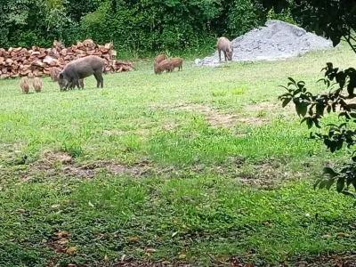 Denuncian avistamiento de jabalíes en Rupanco y en Ensenada