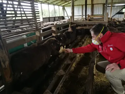 Destacan cooperativa ovina de Chiloé