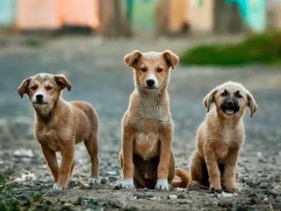 Destacan los atributos de los perros mestizos