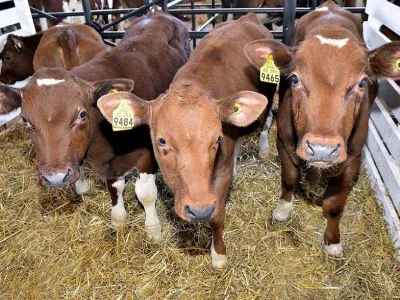 Determinación de Seremi de Salud Los Lagos: Feria Sago Fisur no contará con exhibición de ganado como medida de contención por Situación Fiebre Q
