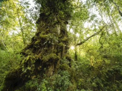 Dos de los tres alerces vivos más antiguos están en la Reserva Costera Valdiviana