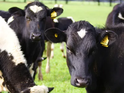 Más de 10 mil productores de la región declararon sus animales en el SAG