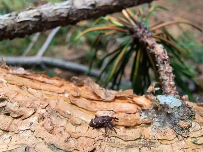 En 36 predios: SAG Los Lagos logra establecer con éxito micro avispa que combate plaga forestal