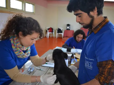 En el marco de la Ley “Cholito”: Veterinarios llaman a no demonizar chips subcutáneo en mascotas