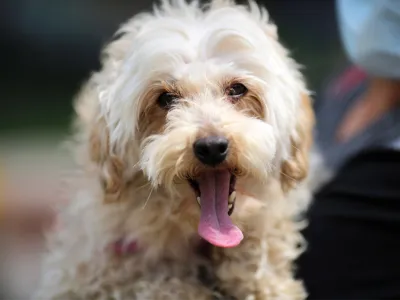 Encuesta Nacional de Tenencia Responsable: 99,7% de las personas asegura que las mascotas son parte de su familia y contribuyen a su felicidad