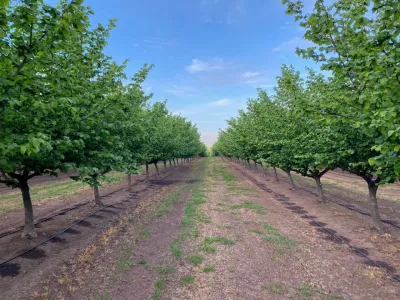 Exportaciones de avellana europea se diversifican con nuevos envíos al extranjero