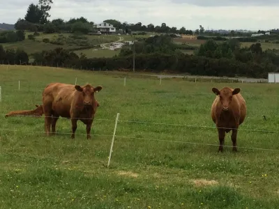 Exportaciones de carne bovina registran alza de 5,2% en la Región de Los Lagos